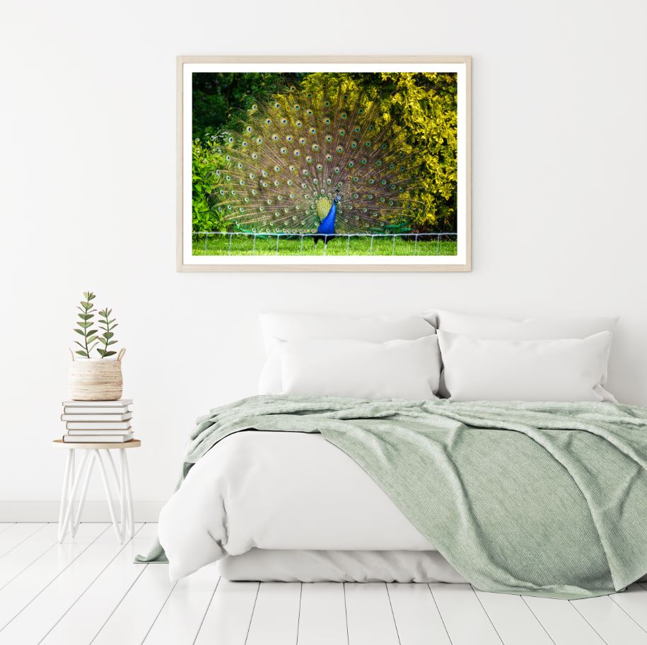 Peacock Closeup Photograph Home Decor Premium Quality Poster Print Choose Your Sizes