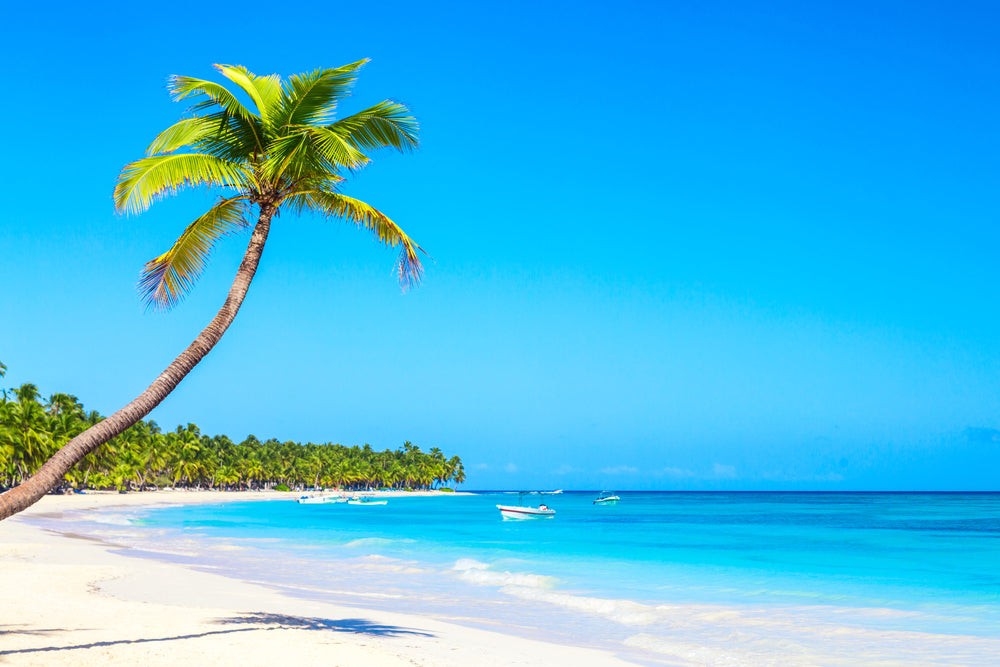 Palm Tree on Sea Beach Photorgaph Print 100% Australian Made