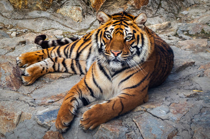 Tiger Sitting on Rock Photograph Print 100% Australian Made