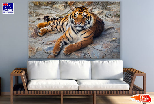 Tiger Sitting on Rock Photograph Print 100% Australian Made