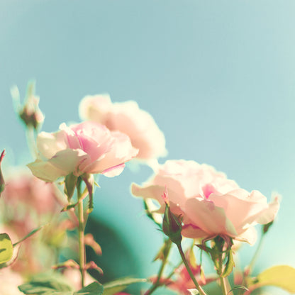 Square Canvas Pink Flowers Macro Photograph High Quality Print 100% Australian Made