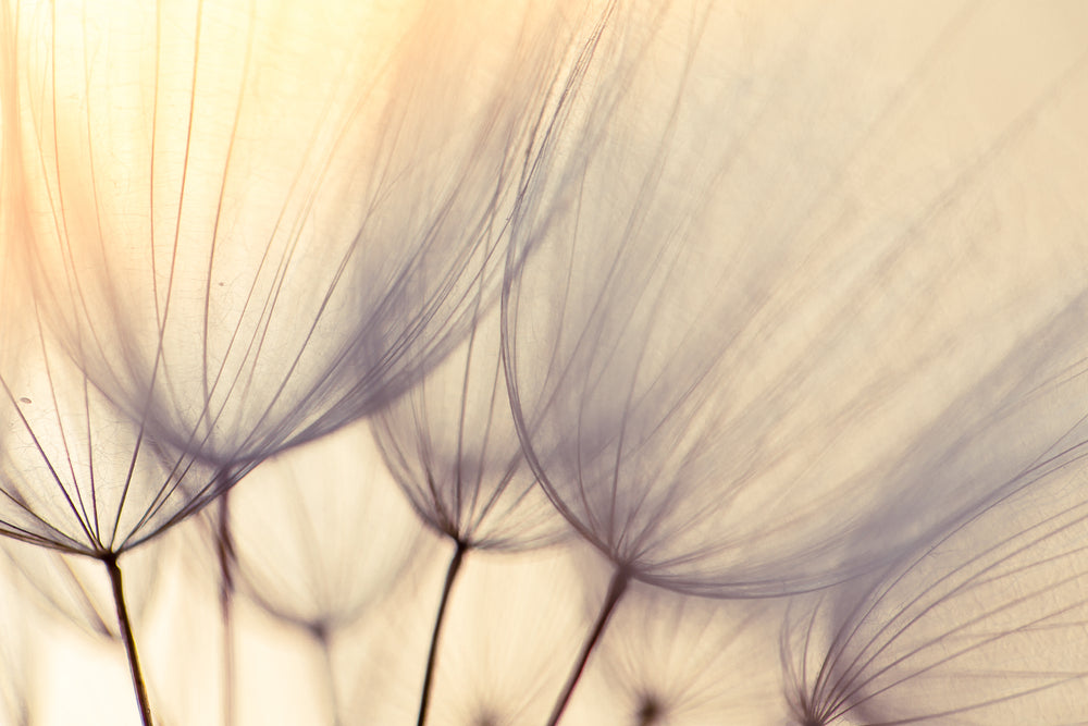 Dandelion Flower Closeup Photograph Print 100% Australian Made