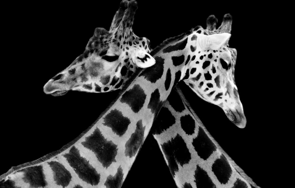 Giraffes Portrait B&W Photograph Print 100% Australian Made