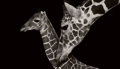 Giraffe & Baby Portrait B&W Photograph Print 100% Australian Made