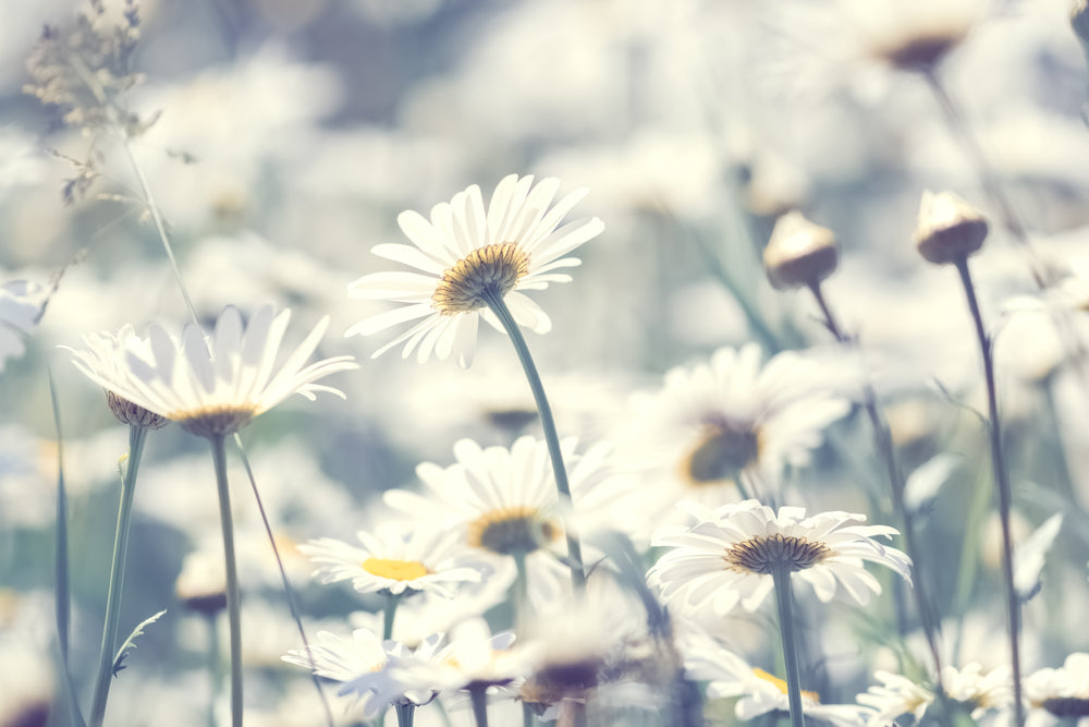 White Flowers Closeup Photograph Home Decor Premium Quality Poster Print Choose Your Sizes