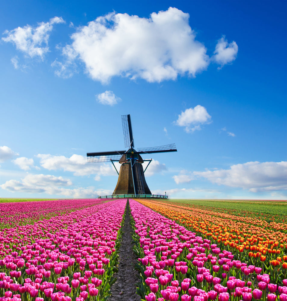 Square Canvas Tulip Flower Field & Wind Mill Scenery Photograph High Quality Print 100% Australian Made