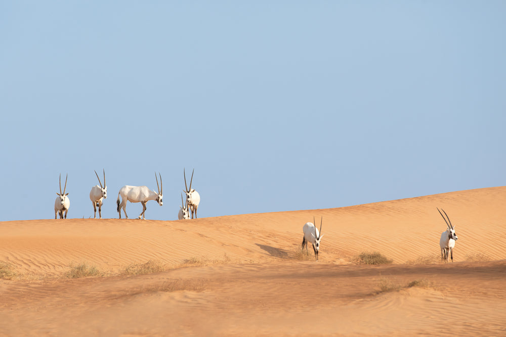 Deers on Desert Scenery View View Print 100% Australian Made