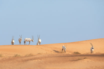 Deers on Desert Scenery View View Print 100% Australian Made