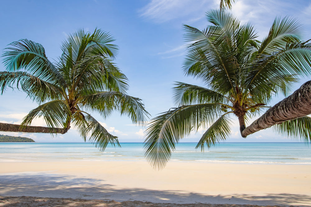 Beautiful Tropical Beach & Coconut Palm Trees on Island Photograph Print 100% Australian Made