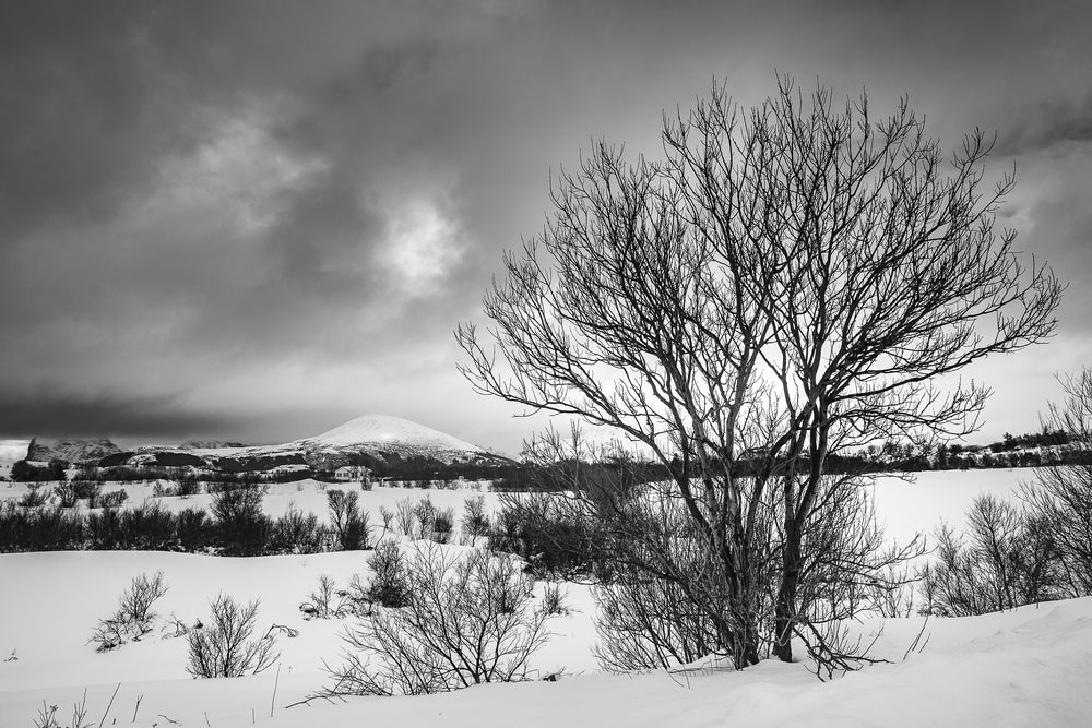 Dead Trees on Snow Ground B&W Photograph Print 100% Australian Made