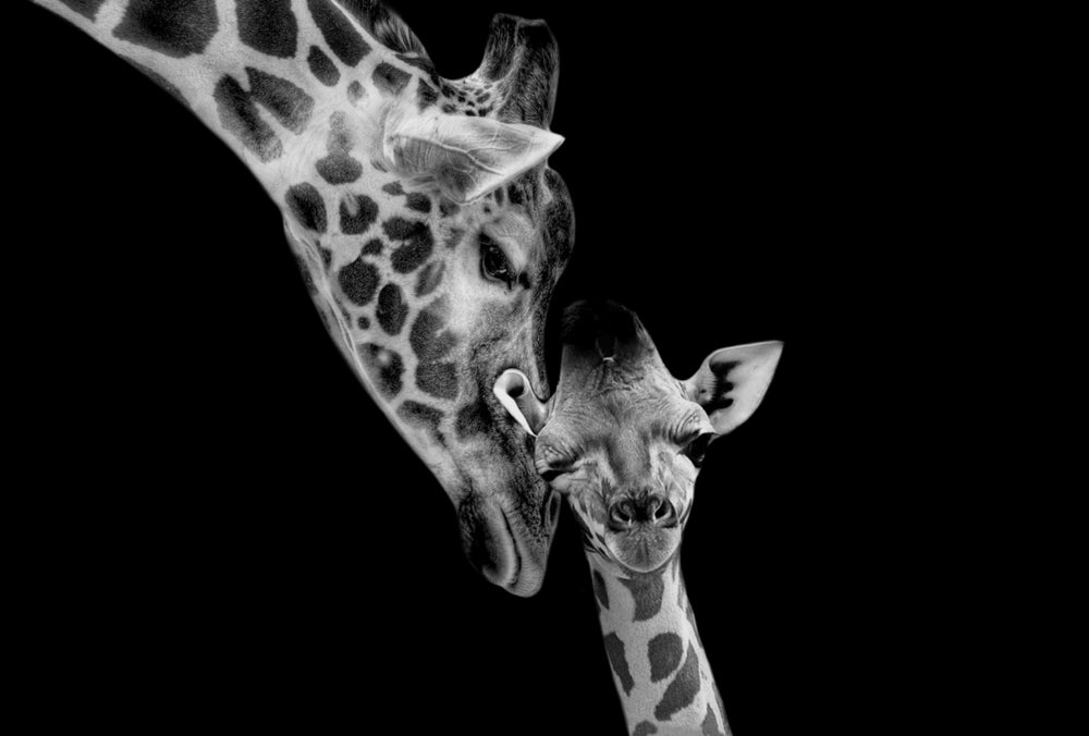 Giraffe Love B&W Portrait Photograph Print 100% Australian Made