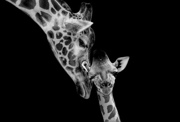 Black and White Giraffe Stunning Print 100% Australian Made