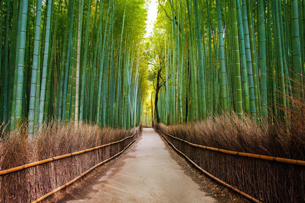 Bamboo Trees Street Photograph Print 100% Australian Made