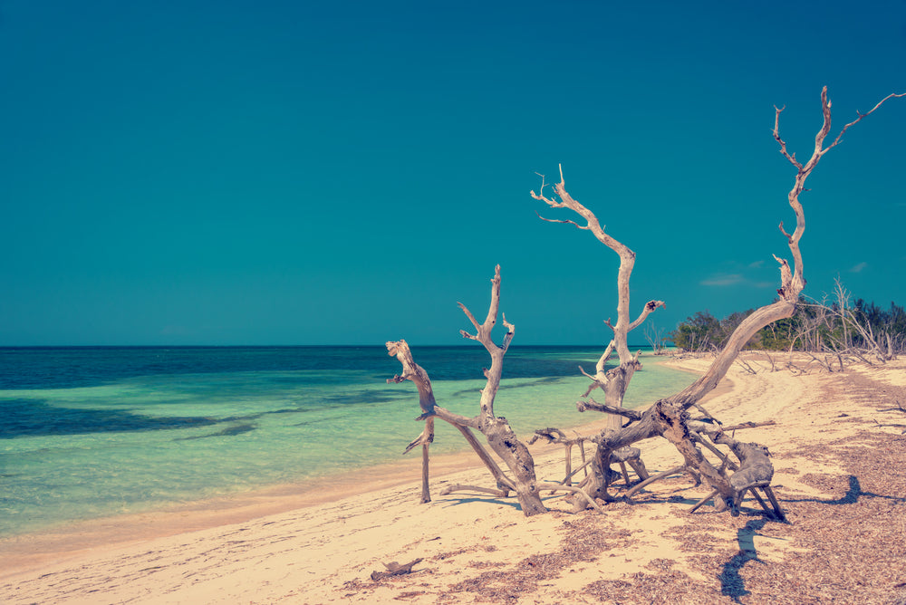 Dead Tree on Beach Photograph Home Decor Premium Quality Poster Print Choose Your Sizes