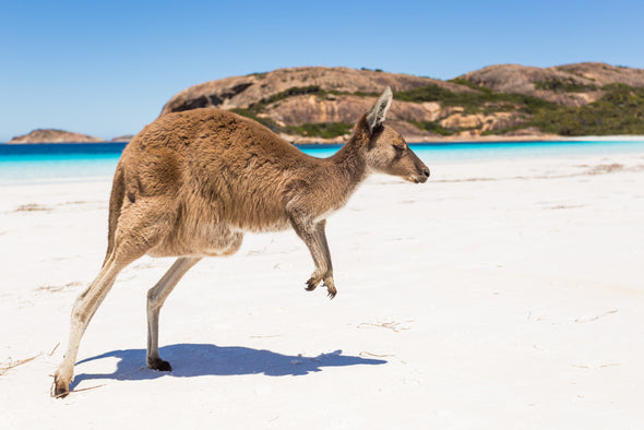 Australian Native Kangaroo on a Beach Photograph Print 100% Australian Made