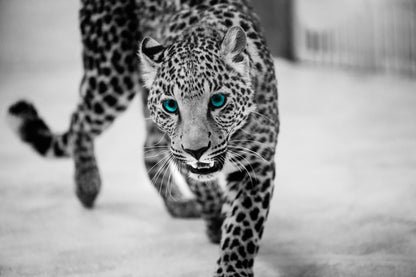 Leopard Walking Blue Eyes B&W Photograph Print 100% Australian Made