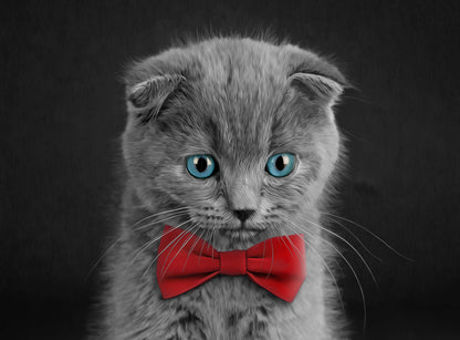 Blue Eye Cute Kitten Wearing a Red Bow Print 100% Australian Made