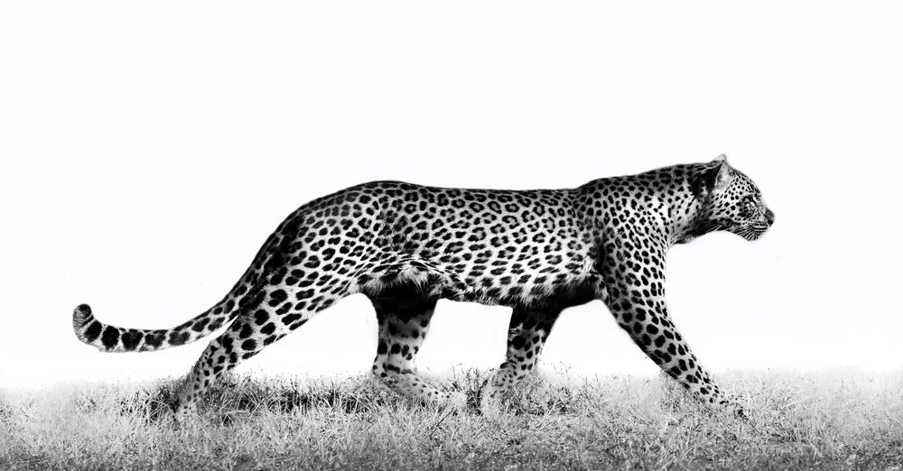 Walking Leopard B&W Photograph Print 100% Australian Made