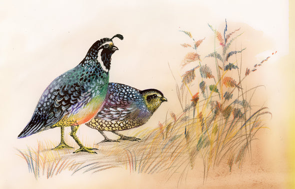 Watercolour Quail Birds Painting Print 100% Australian Made