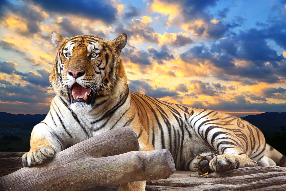 Tiger Sitting on Trunk Photograph Home Decor Premium Quality Poster Print Choose Your Sizes