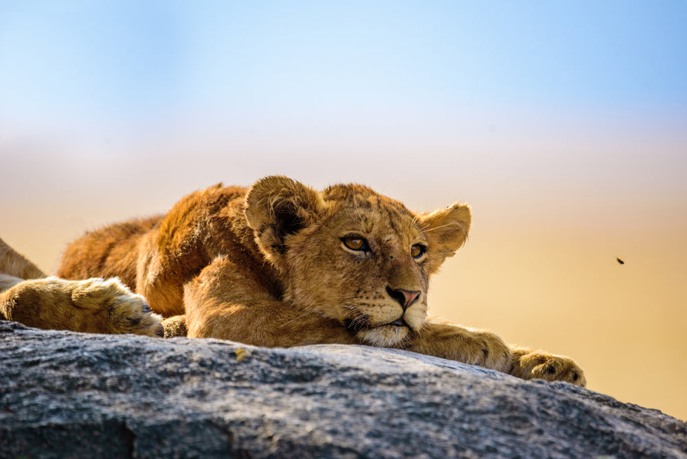 Lion Cub on a Rock Photograph Print 100% Australian Made