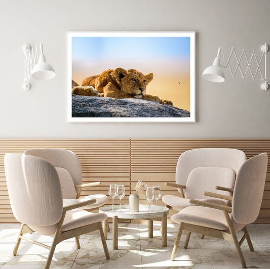 Lion Cub on a Rock Photograph Home Decor Premium Quality Poster Print Choose Your Sizes