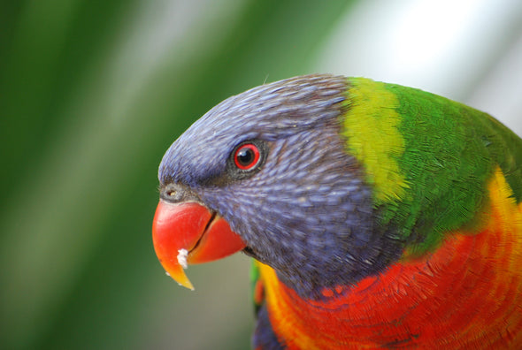 Australian Native Rainbow Lorikeet Bird Photograph Print 100% Australian Made