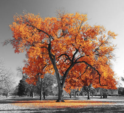 Square Canvas Autumn Tree Photograph High Quality Print 100% Australian Made