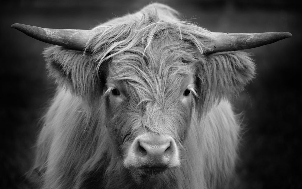 Highland Cow B&W Photograph Home Decor Premium Quality Poster Print Choose Your Sizes