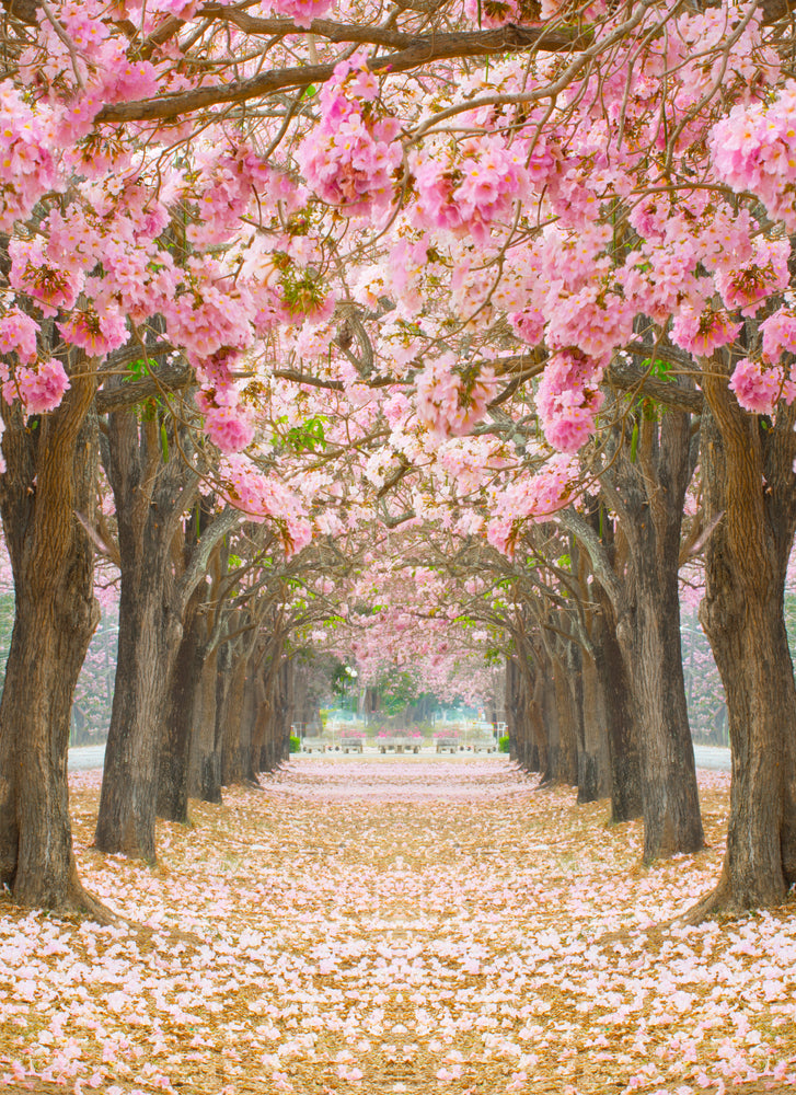 Blossom Trees in Park Photograph Print 100% Australian Made