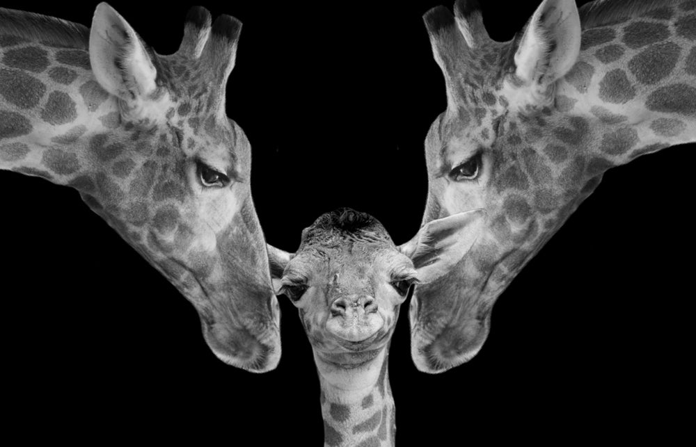 Giraffe Pair & Baby Portrait B&W Photograph Print 100% Australian Made