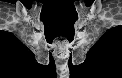 Giraffe Pair & Baby Portrait B&W Photograph Print 100% Australian Made