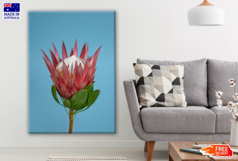 Red King Protea Plant Photograph Print 100% Australian Made
