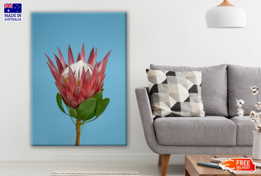 Red King Protea Plant Photograph Print 100% Australian Made