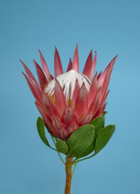 Red King Protea Plant Photograph Print 100% Australian Made