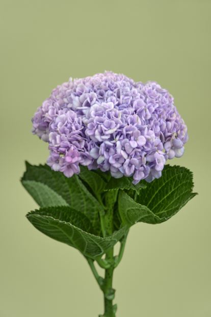 Hydrangea Purple Flowers Photograph Print 100% Australian Made