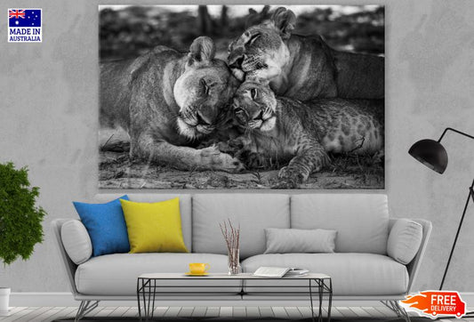 Lions Love B&W Photograph Print 100% Australian Made