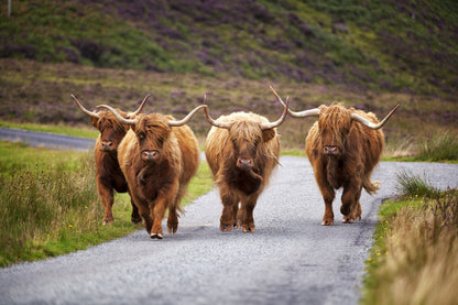 Highland Cows Walking Photograph Print 100% Australian Made