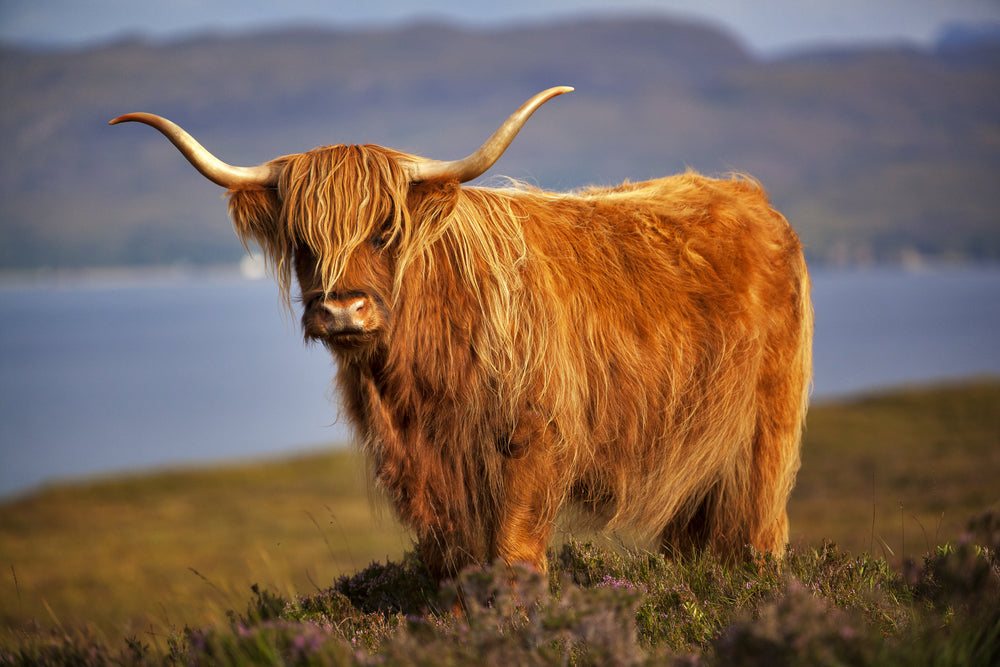 Highland Cow Standing Sunset Photograph Print 100% Australian Made