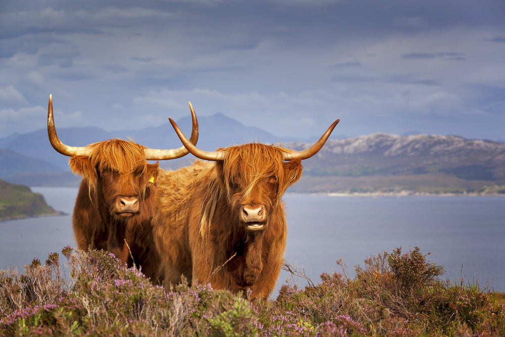 Brown Highland Cow Couple Photograph Print 100% Australian Made