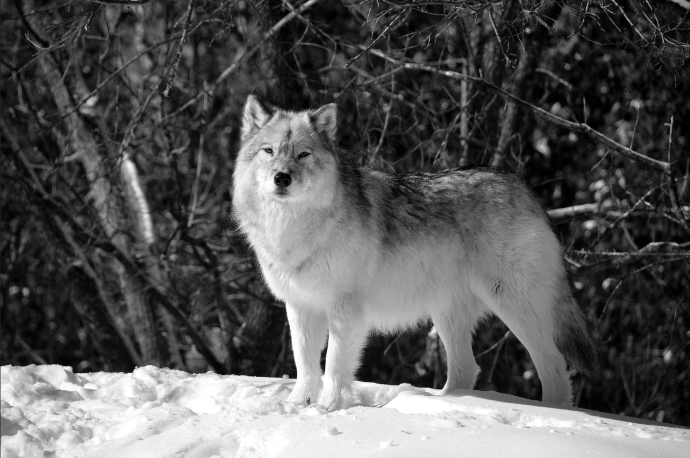 Wolf on Snow Photograph Print 100% Australian Made