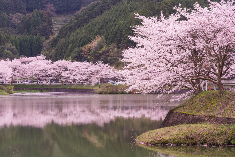 Blossom Trees Along River View Home Decor Premium Quality Poster Print Choose Your Sizes