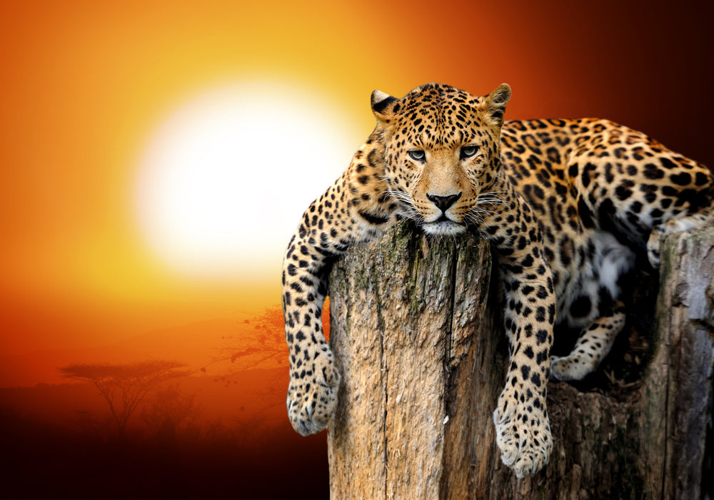 Leopard On a Tree Trunk Sunset Print 100% Australian Made