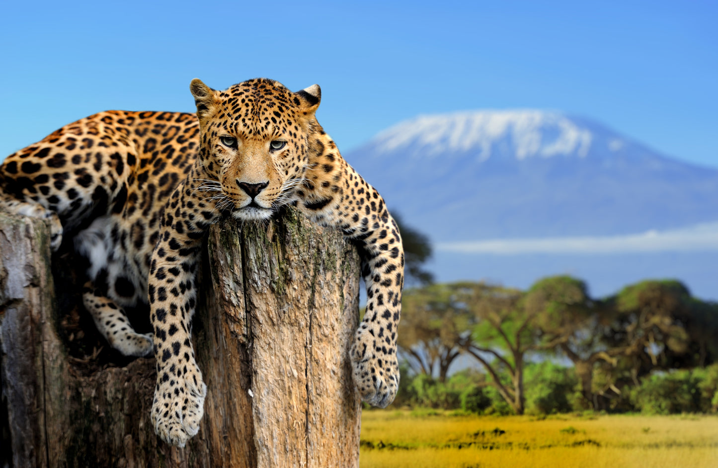 Leopard Laying On A Rock Mountain View Photograph Print 100% Australian Made