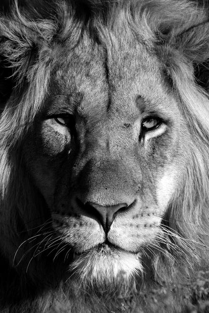 Lion Portrait Photograph Print 100% Australian Made