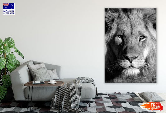 Lion Portrait Photograph Print 100% Australian Made