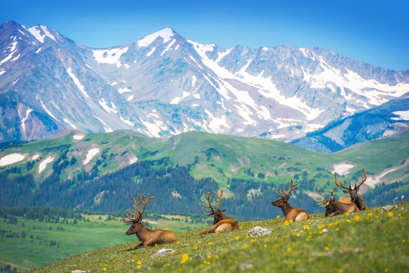 Elk Lounging in the Mountainside in Rocky Mountain National Park Photograph Print 100% Australian Made