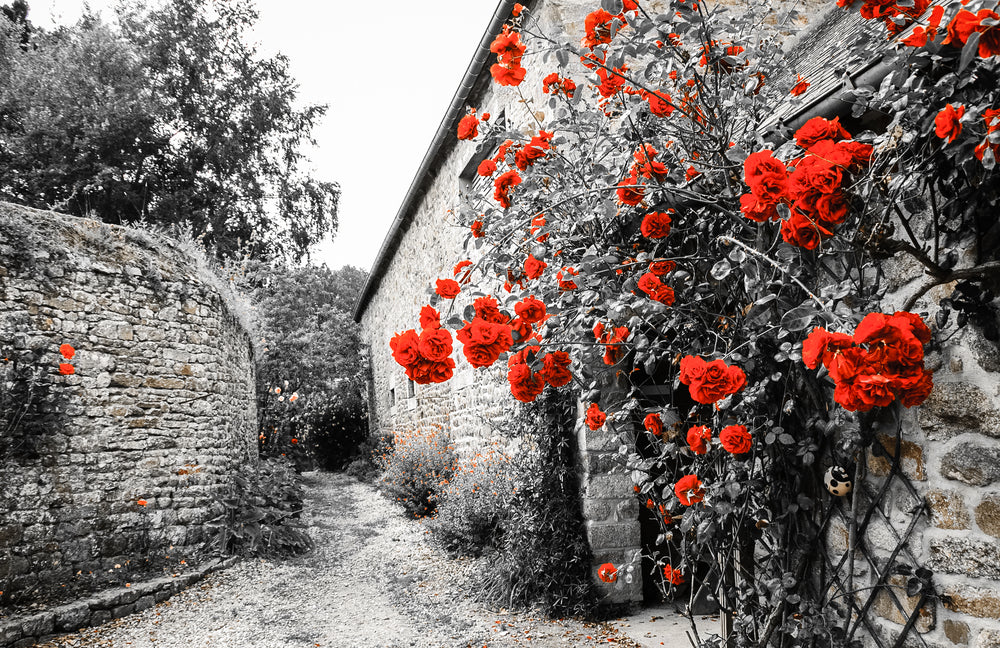 Red Flower Tree on Wall B&W Photograph Home Decor Premium Quality Poster Print Choose Your Sizes