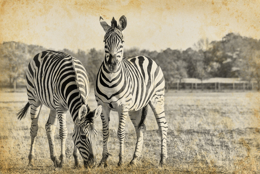 Zebras Vintage Photograph Print 100% Australian Made