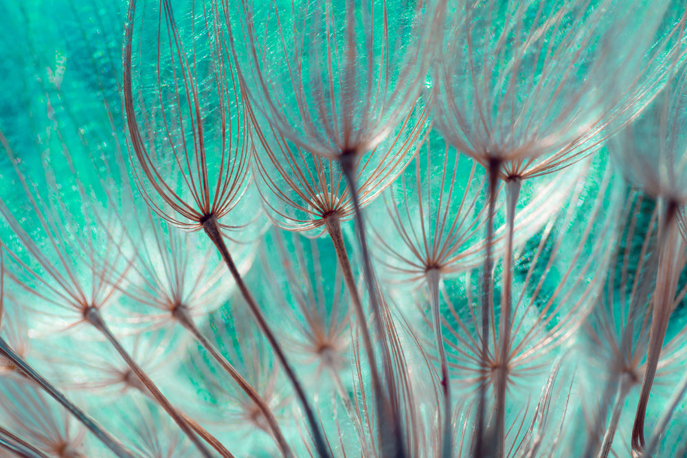 Dandelion Flowers Close up Photograph Print 100% Australian Made